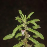 Andrographis echioides (L.) Nees